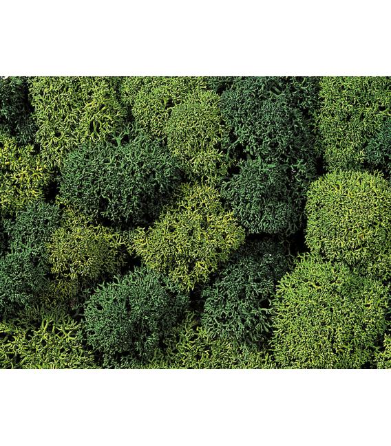 Licheni mix verde Noch 08610